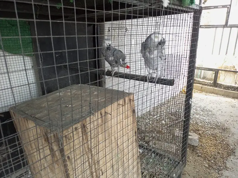 African gray parrot grey tota breader pair dna gry parot — photo 10