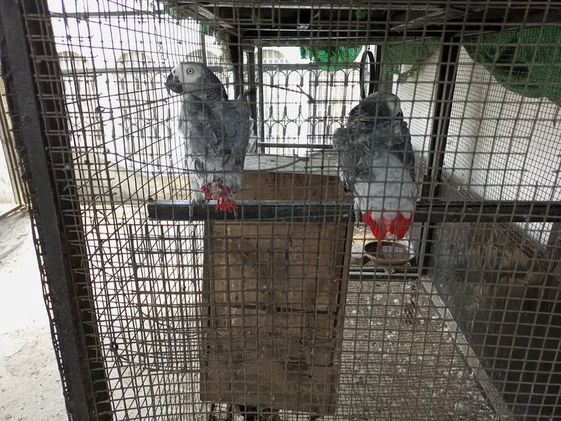 African gray parrot grey tota breader pair dna gry parot — photo 11
