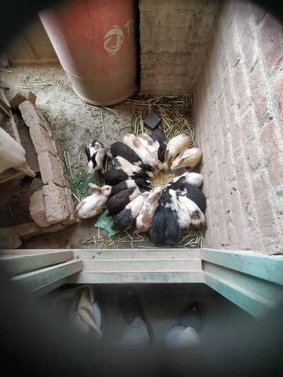 Rabbits for sale