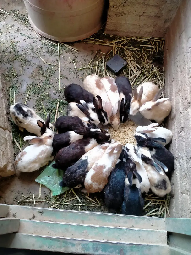 Rabbits for sale — photo 2