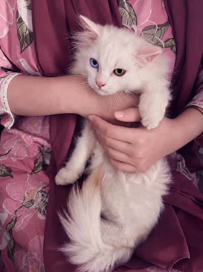 Persian Cat for Sale – Cute & Fluffy + odd eye's