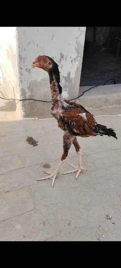 Aseel Long hight Male