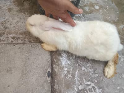 rabbit for sale red eyes full white