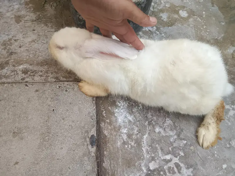 rabbit for sale red eyes full white