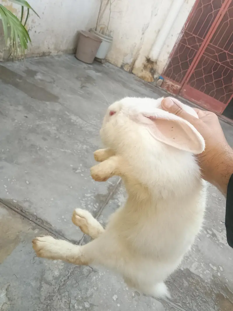 rabbit for sale red eyes full white — photo 2