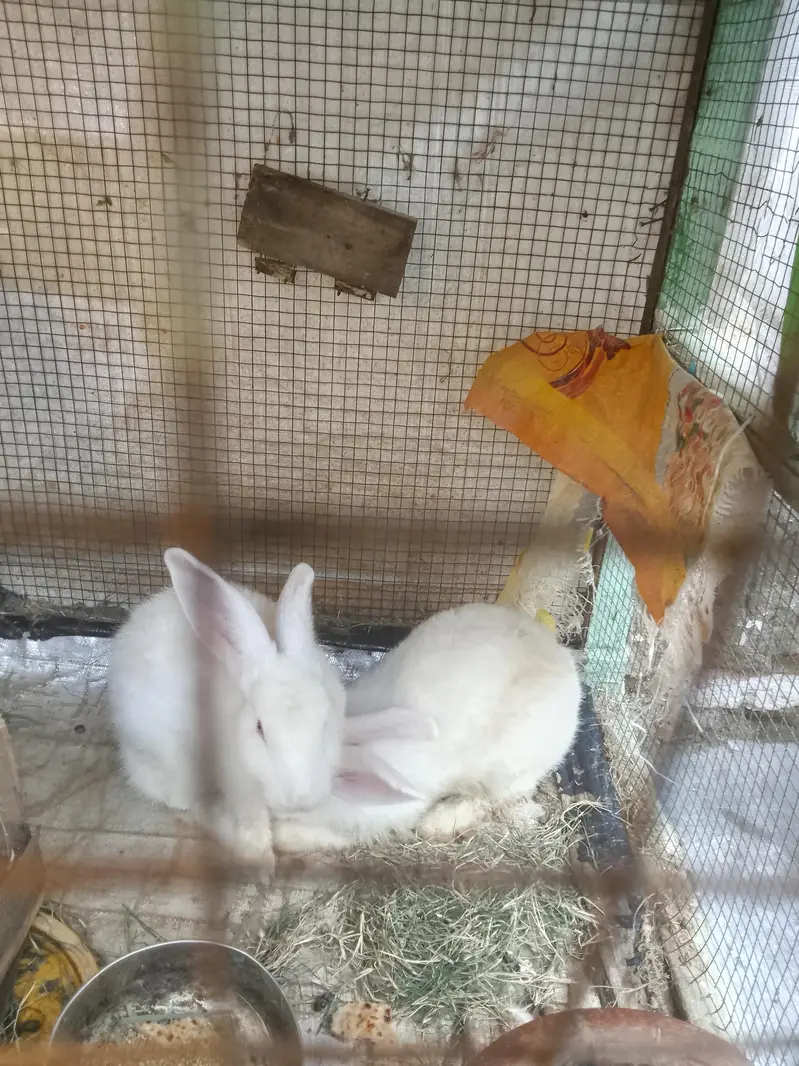 rabbit for sale red eyes full white — photo 3