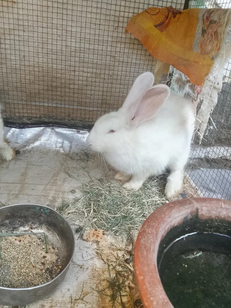 rabbit for sale red eyes full white — photo 4