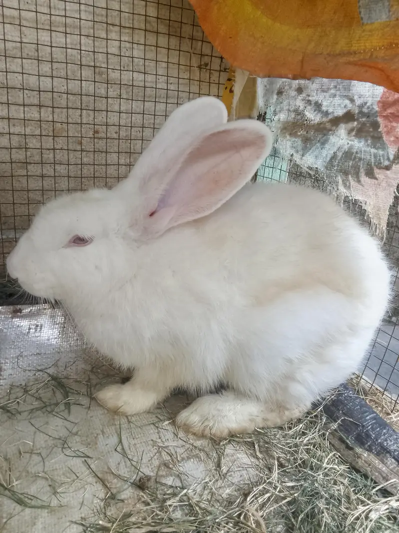rabbit for sale red eyes full white — photo 5
