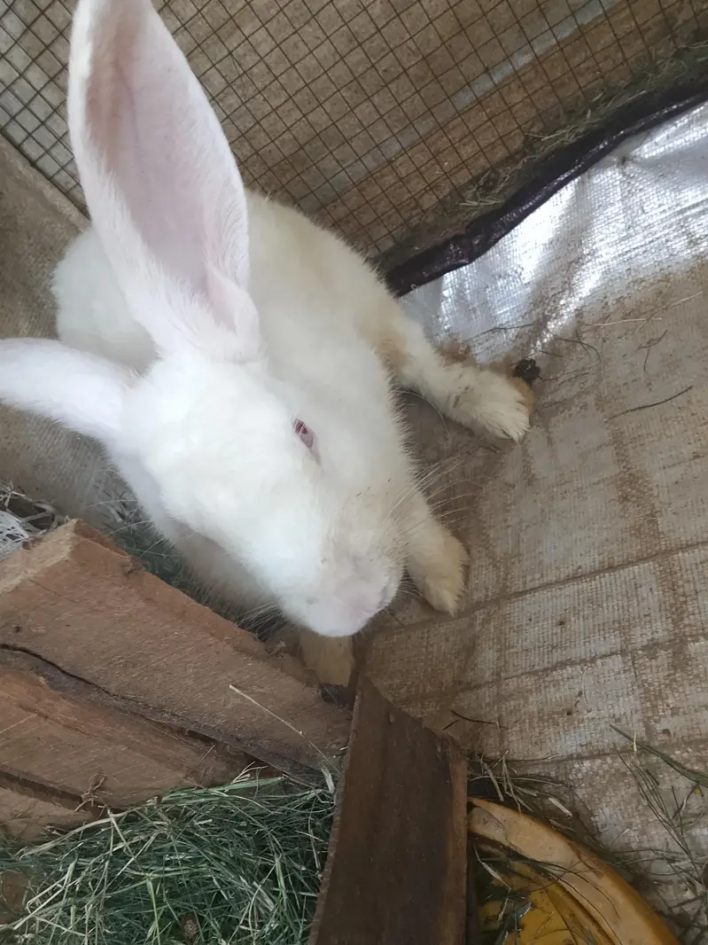rabbit for sale red eyes full white — photo 6