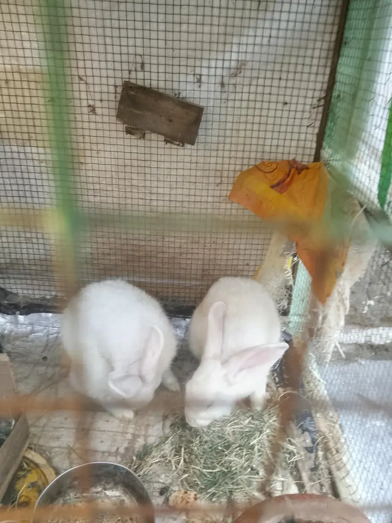 rabbit for sale red eyes full white — photo 7