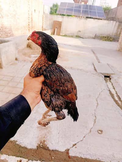 Aseel Mianwali 1 male/4 females