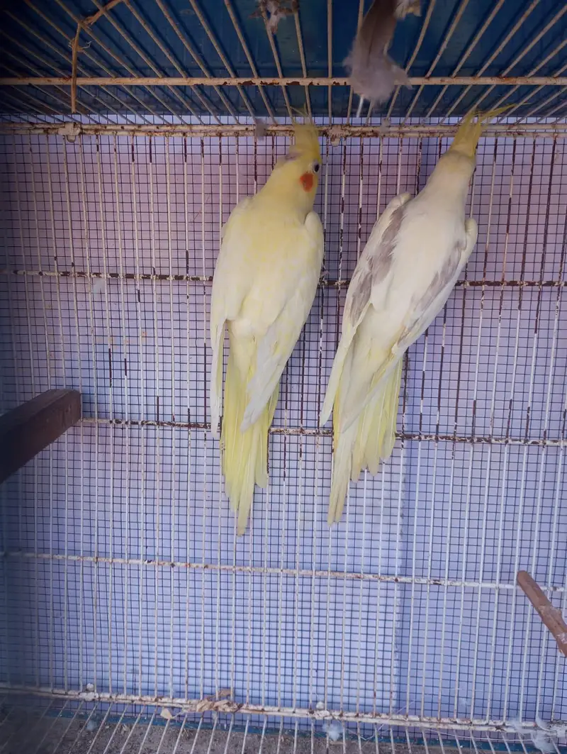 choktil or Exhibition ka pair — photo 3