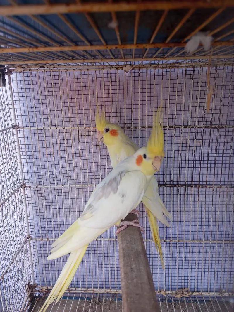 choktil or Exhibition ka pair — photo 4