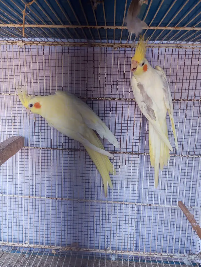 choktil or Exhibition ka pair — photo 5