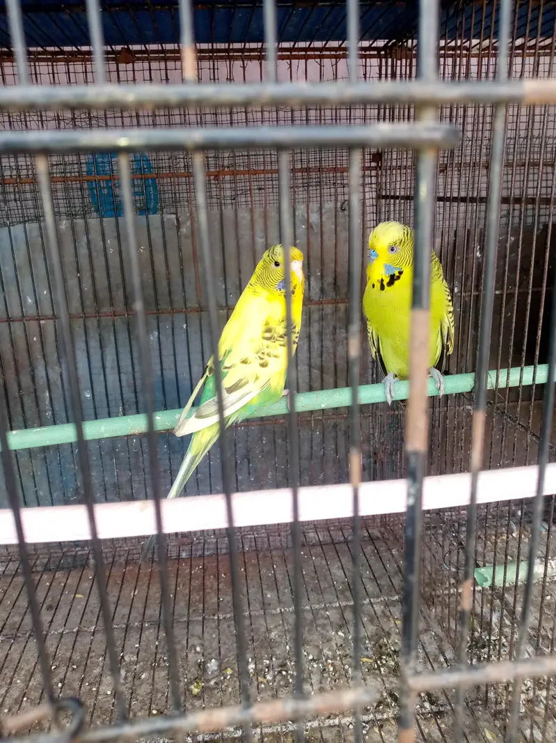 choktil or Exhibition ka pair — photo 7