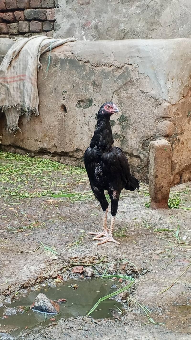 مکمل کالا رنگ 2