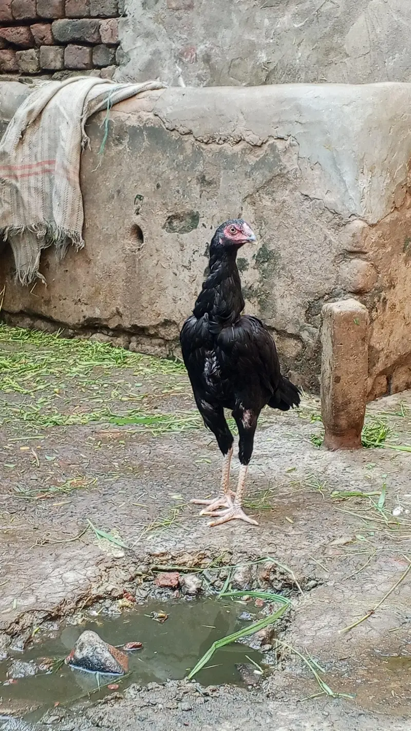 مکمل کالا رنگ — photo 3