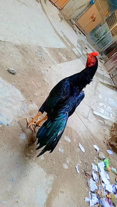 aseel lasani mushka Ghar ki breed hay bilkul ok hay healthy