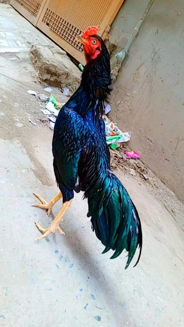 aseel lasani mushka Ghar ki breed hay bilkul ok hay healthy — photo 3