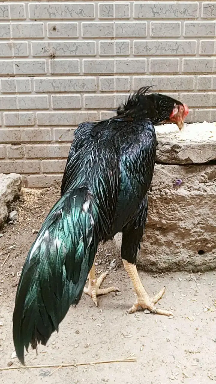 aseel lasani mushka Ghar ki breed hay bilkul ok hay healthy — photo 4