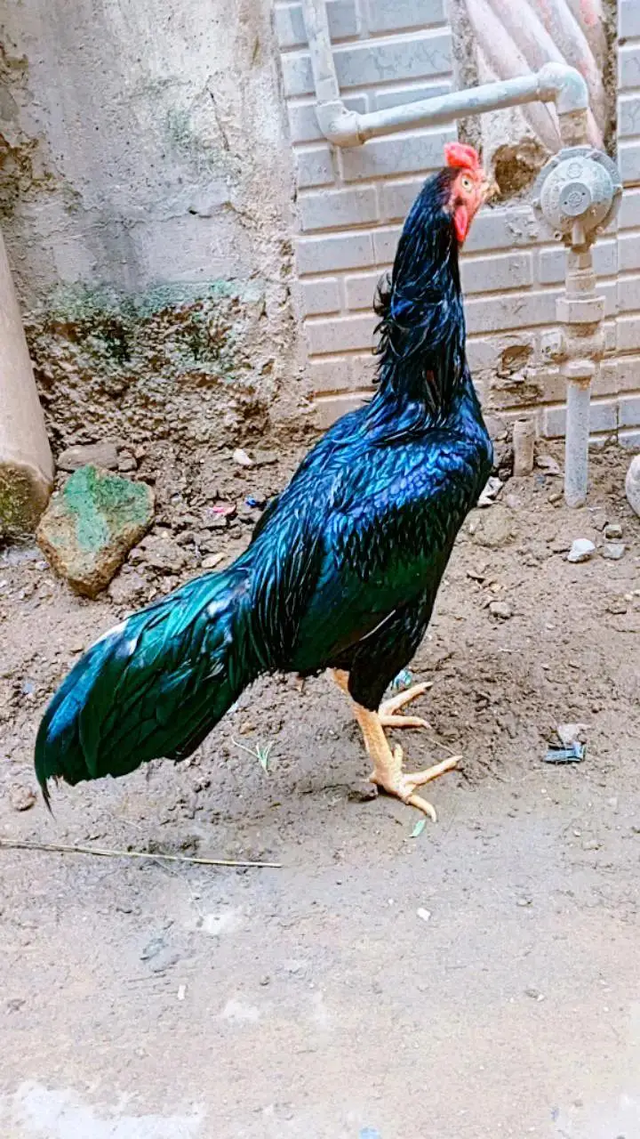 aseel lasani mushka Ghar ki breed hay bilkul ok hay healthy — photo 5