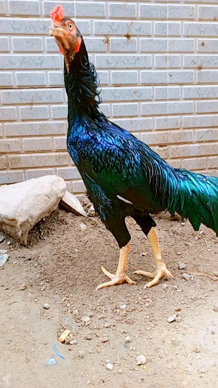 aseel lasani mushka Ghar ki breed hay bilkul ok hay healthy — photo 6
