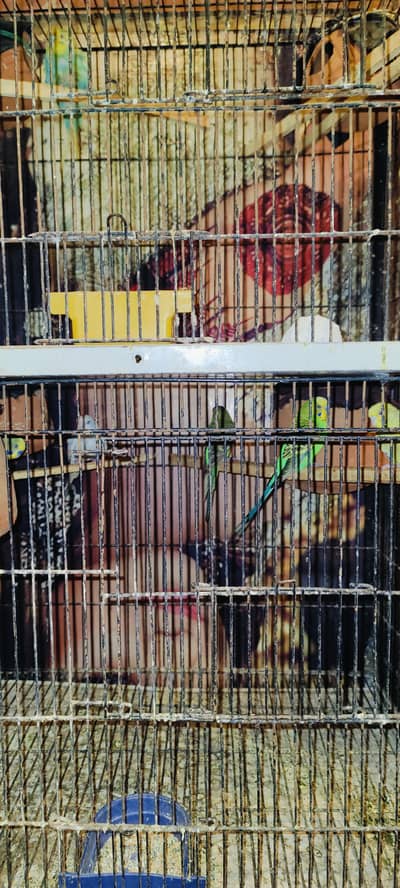 Australian birds Beautiful Healthy Budgies Parrots with Cage for Sale