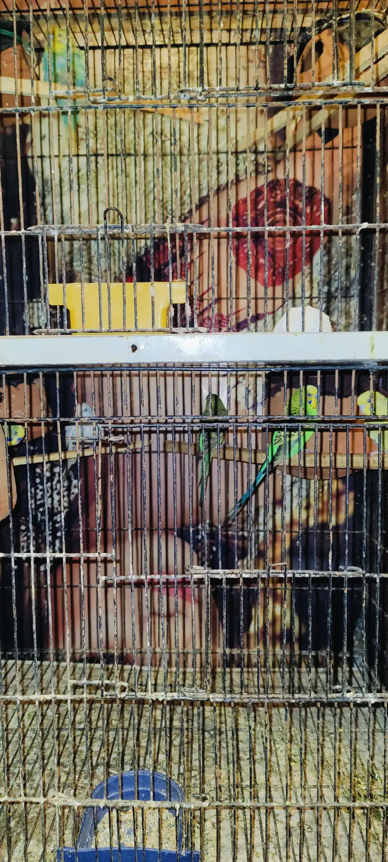Australian birds Beautiful Healthy Budgies Parrots with Cage for Sale