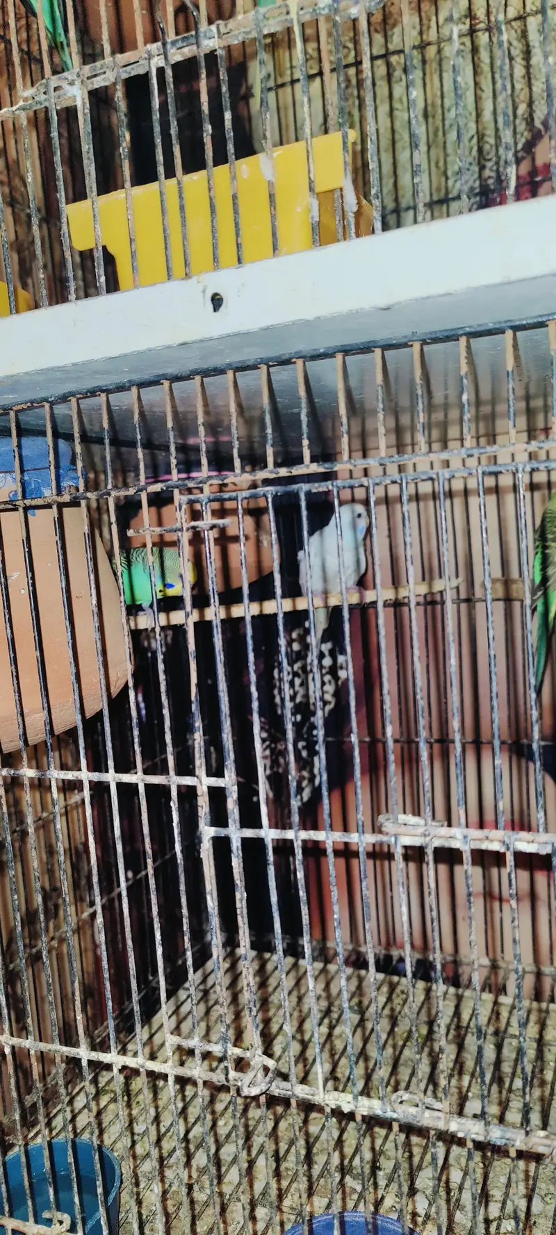 Australian birds Beautiful Healthy Budgies Parrots with Cage for Sale — photo 2