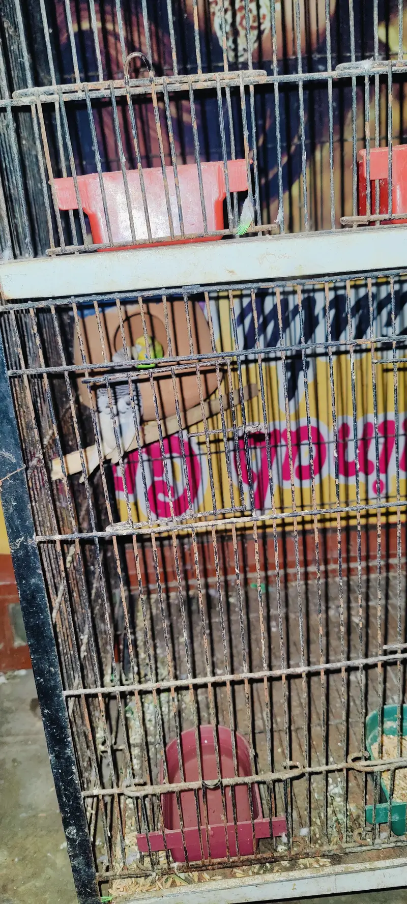Australian birds Beautiful Healthy Budgies Parrots with Cage for Sale — photo 3