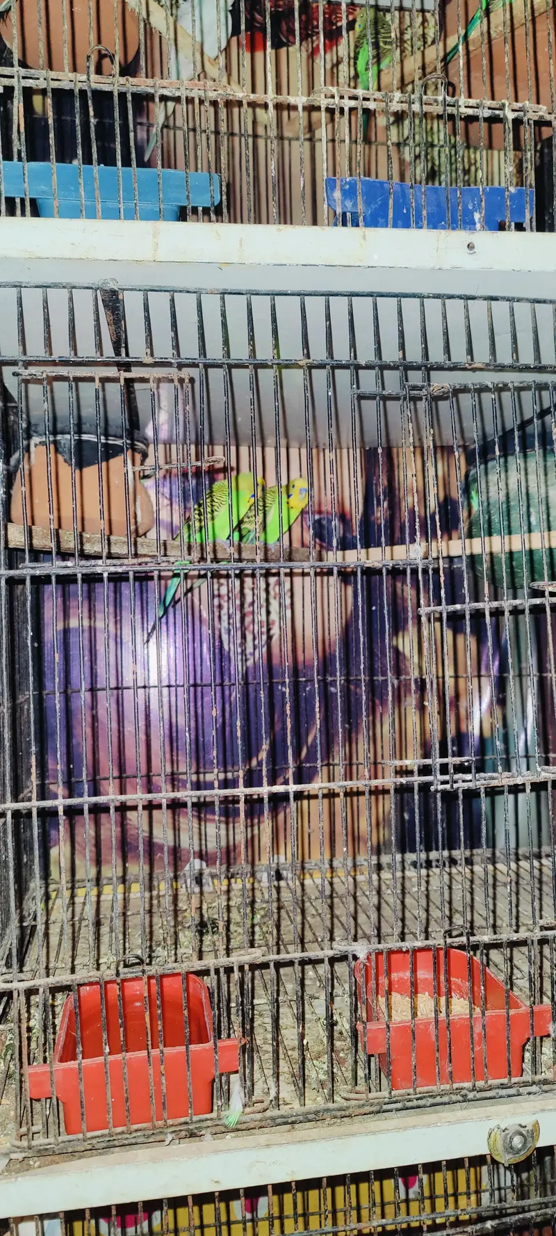 Australian birds Beautiful Healthy Budgies Parrots with Cage for Sale — photo 4
