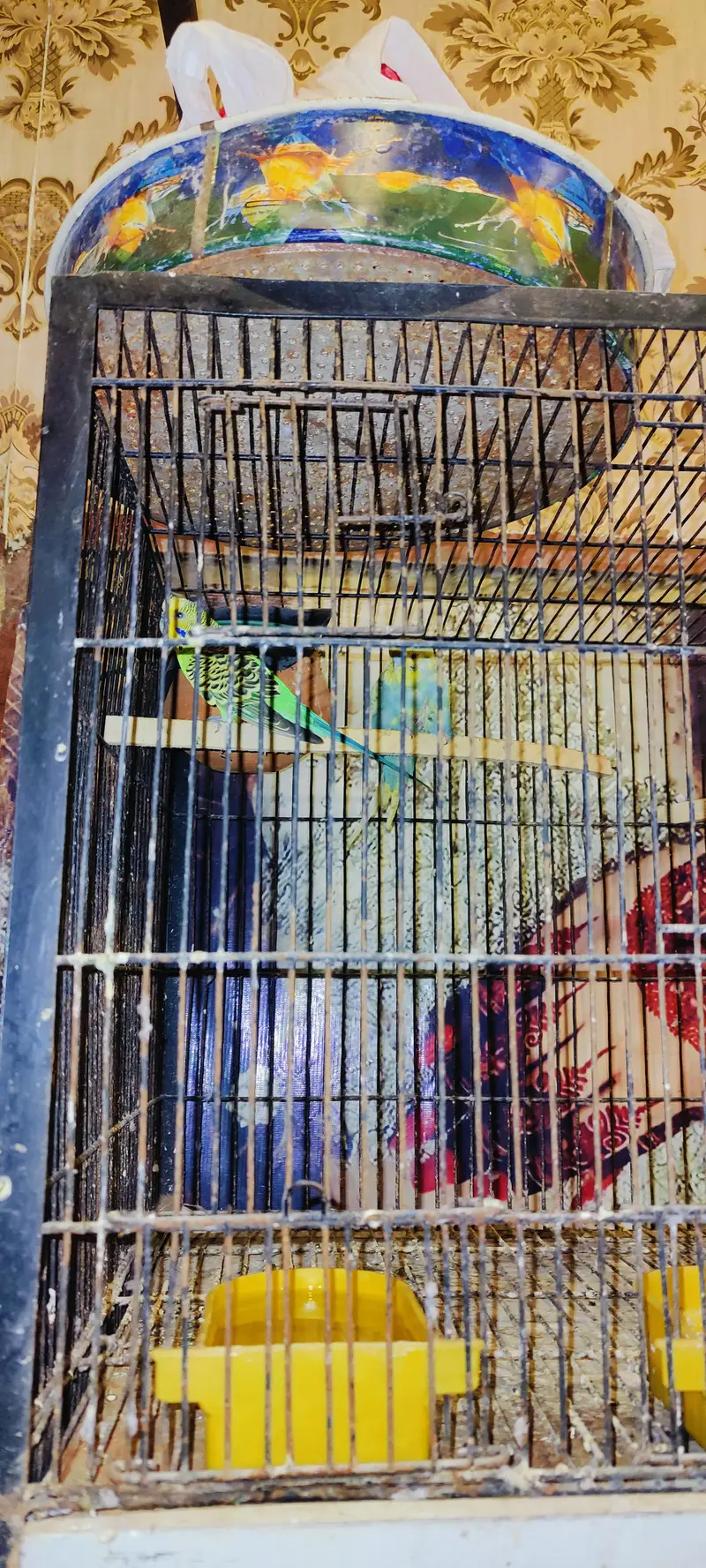 Australian birds Beautiful Healthy Budgies Parrots with Cage for Sale — photo 5