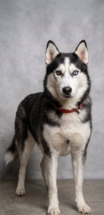 Siberian husky odd eyes female pup