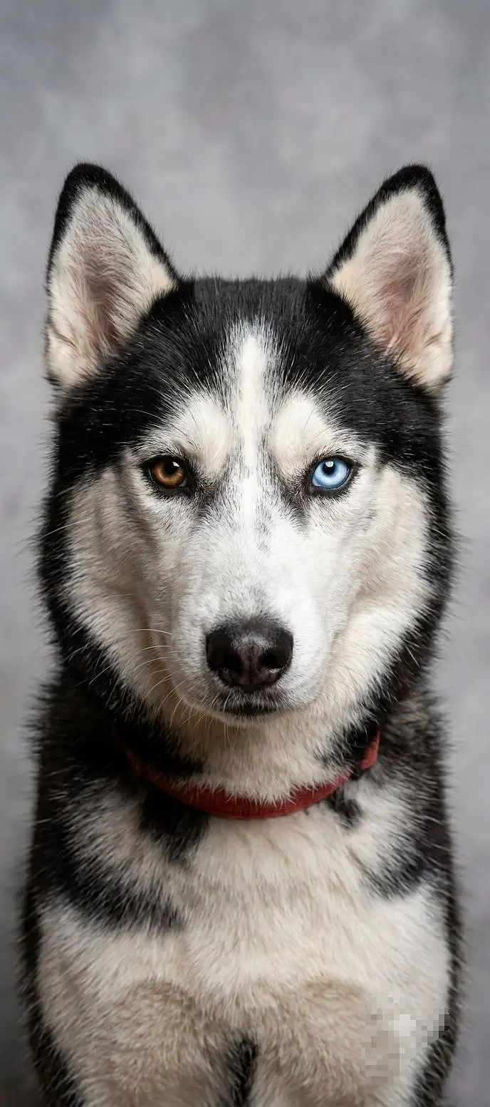 Siberian husky odd eyes female pup — photo 2