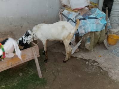 makhi chena bakra