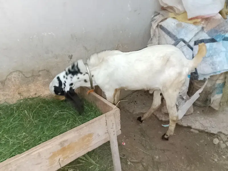 makhi chena bakra — photo 2
