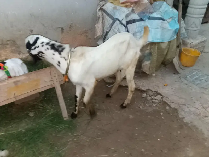 makhi chena bakra — photo 4