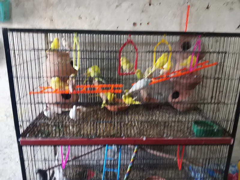 18 pice osteliyan toty 8 pice love birds 5 pice cocktail — photo 2