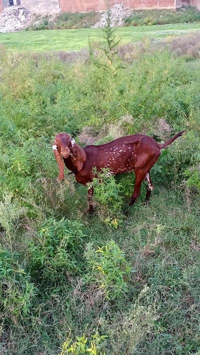 bakri and Bakra for sale