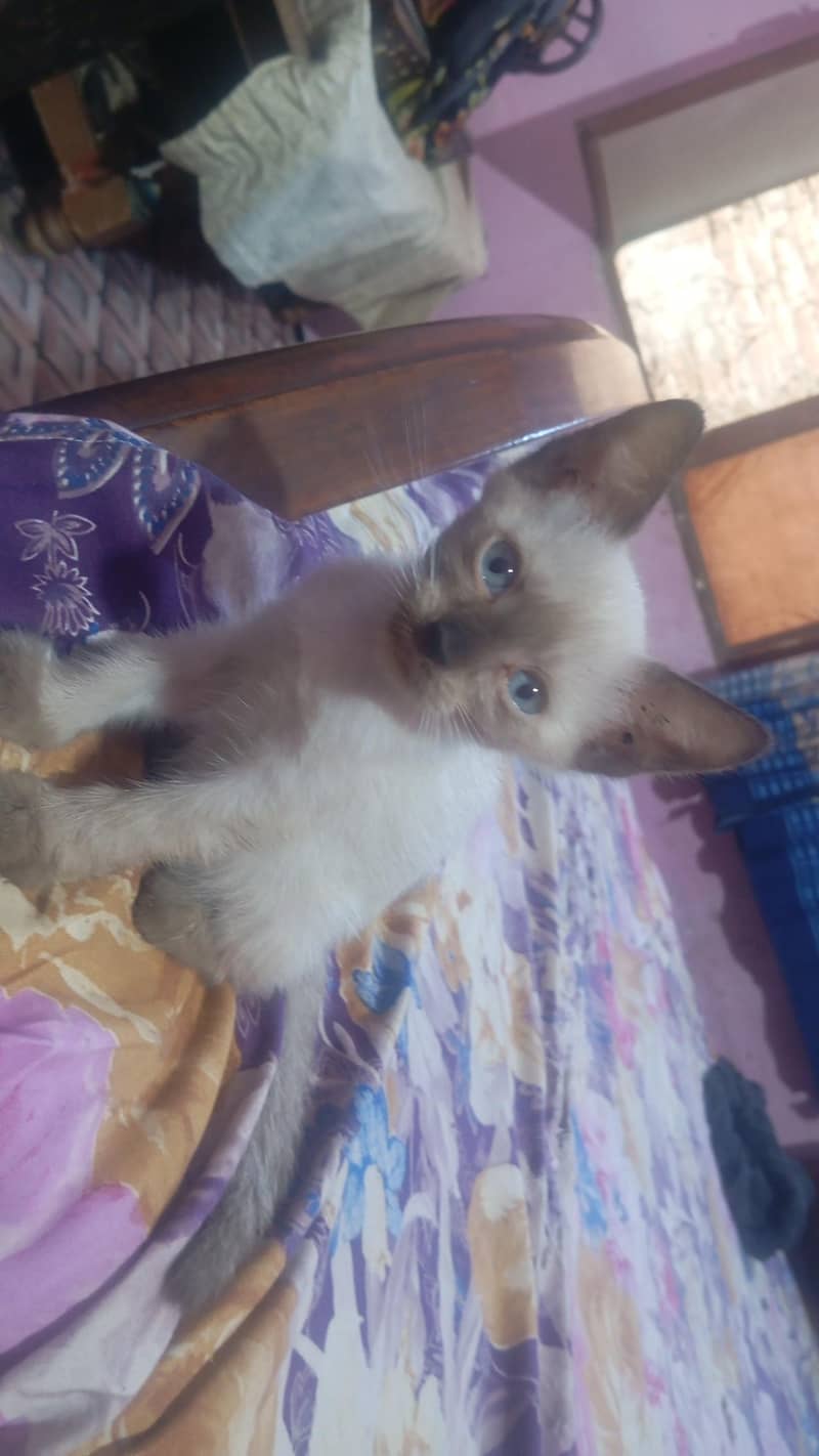Kittan 1