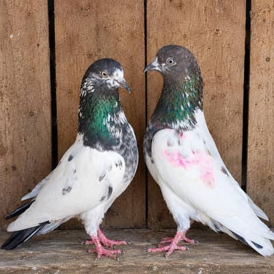 Active and healthy pairs