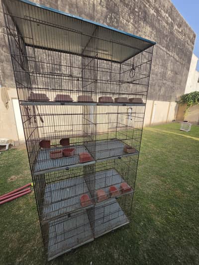 beautiful one pair and one cage For sale