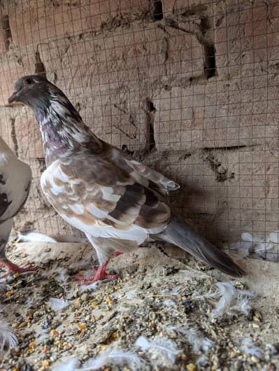 Pishori pair urgent for sale