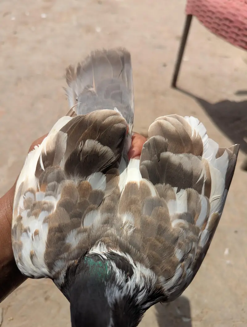 Pishori pair urgent for sale — photo 2