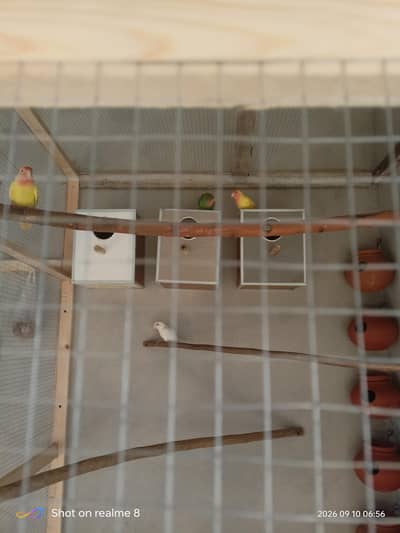 love birds for sale