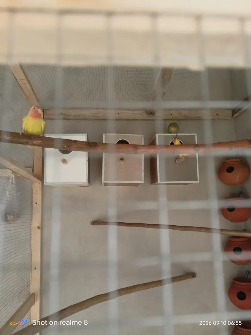 love birds for sale — photo 2