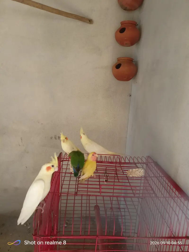 love birds for sale — photo 3