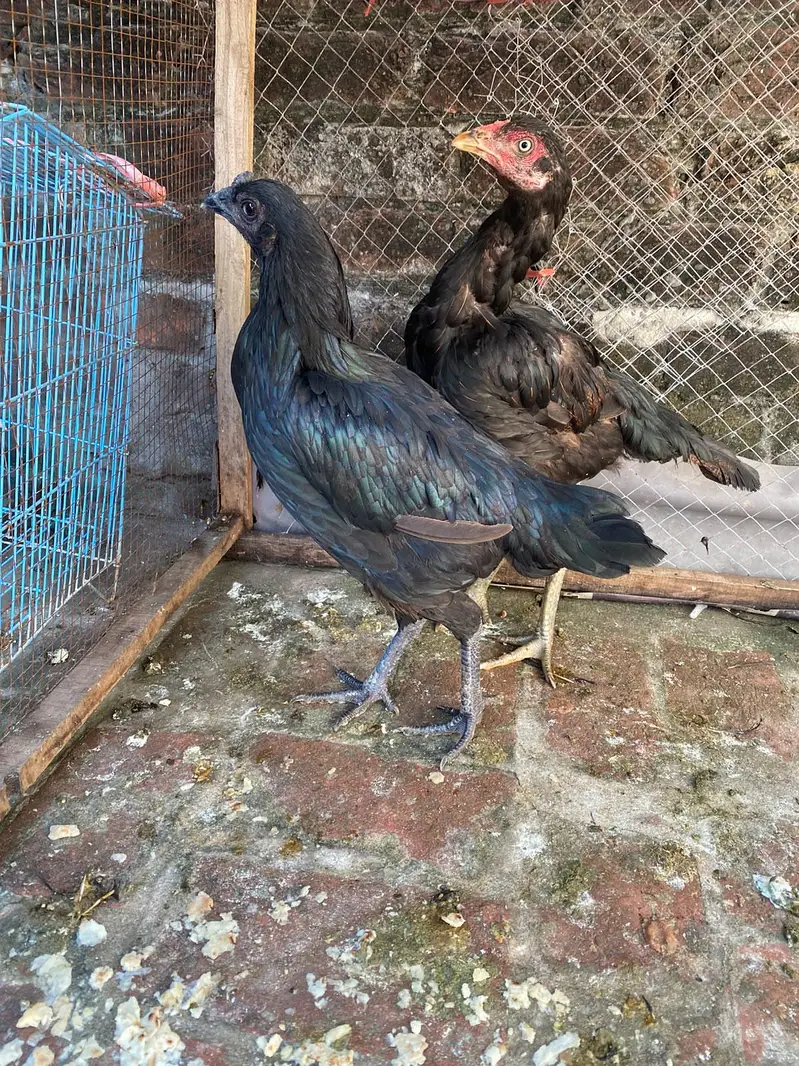 dragon Thai female for sale exchange possible — photo 4
