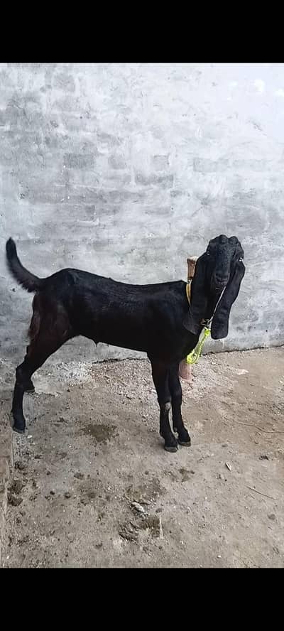 Black beetal male goat|original breed | khassi| lahore
