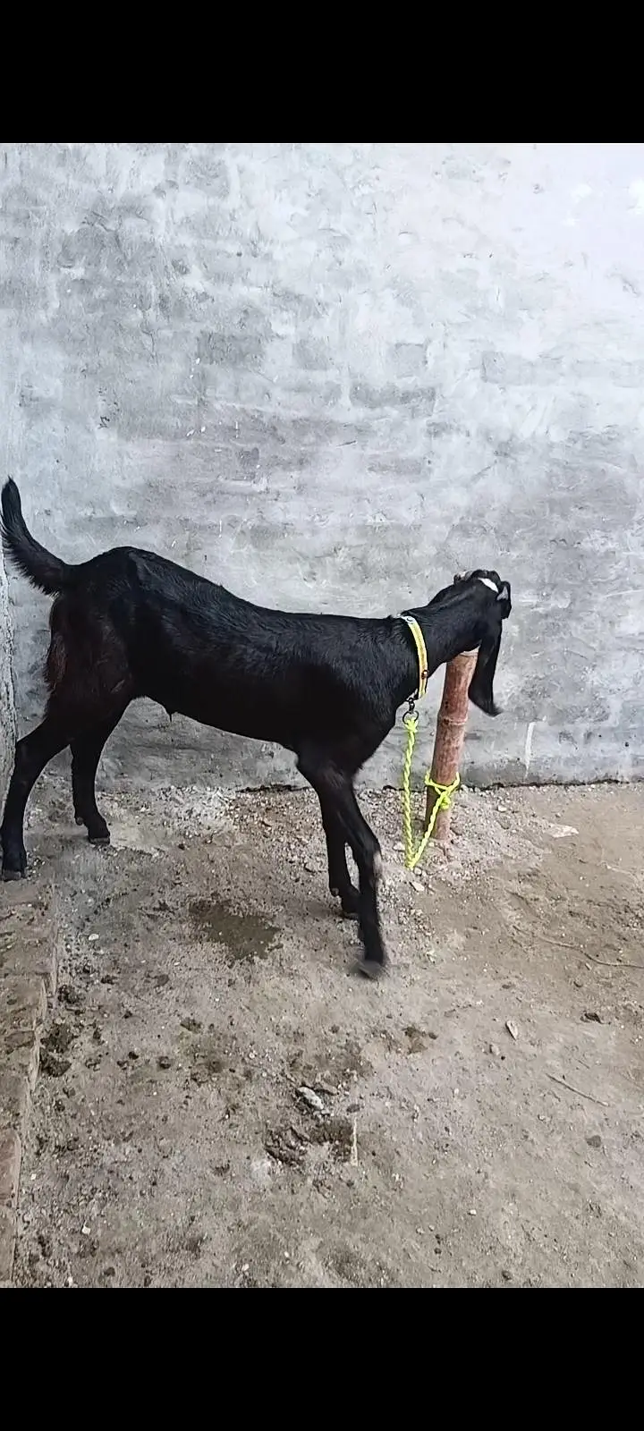 Black beetal male goat|original breed | khassi| lahore — photo 2